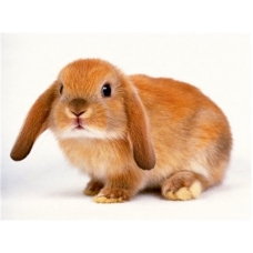Кролик породы "Вислоухий баран"