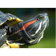 Черепаха червоновуха  (Trachemys scripta)