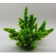 Растение аквариумное Актинии SH 059-1