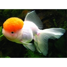 Золотая рыбка – Оранда Красная шапочка