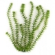 Растение искусственное, Tetra Anacharis 10см