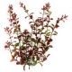 Рослина штучна, Tetra Red Ludwigia 10см